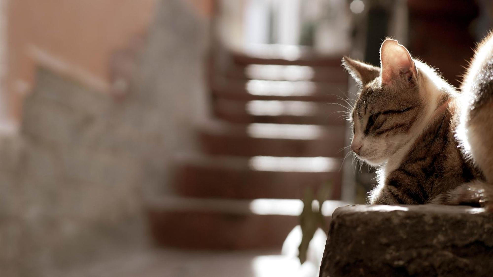 Casa Nel Borgo Dei Gatti Apartman Cetara Kültér fotó
